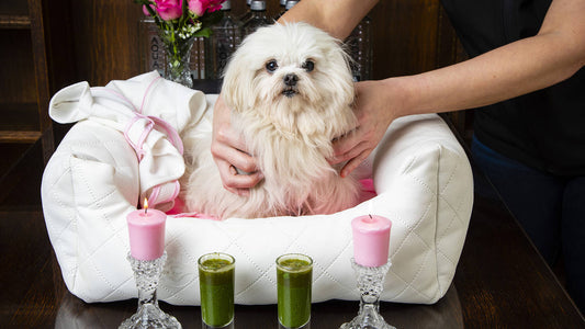 Why Working Hard for Your Dog Makes Perfect Sense