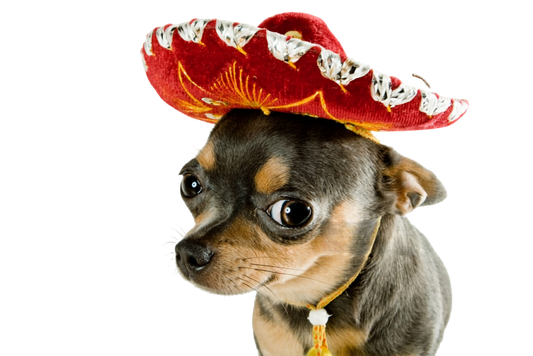No Mames Wey: Why Chihuahuas Have More Attitude Than Dogs Ten Times Their Size