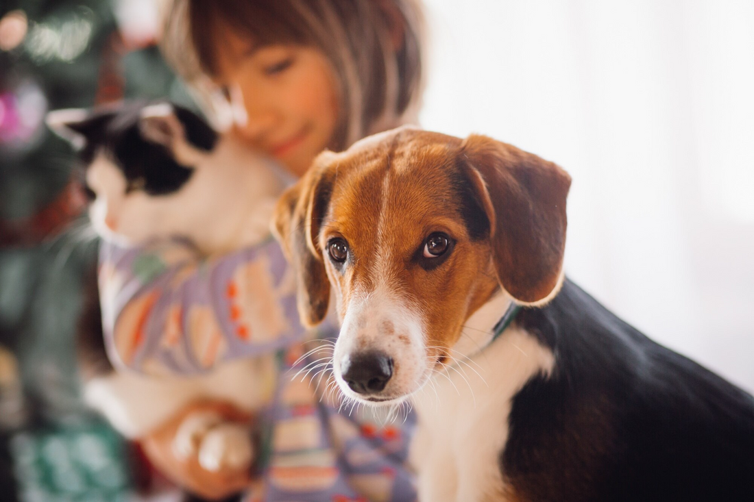 Signs You’re Not the Favorite Human (According to Your Dog)