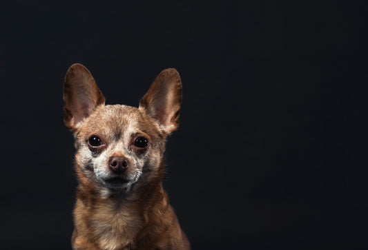 Why Your Dog Thinks They Run the House (And They’re Probably Right)